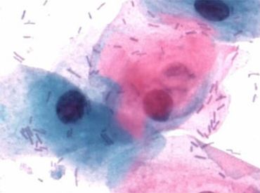 Cytocolor® Standardfärbung Mikroskopie 6x500 ml 